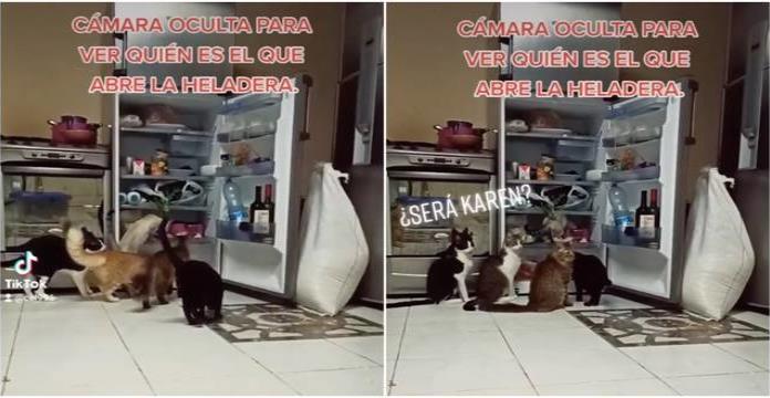 Gatos se roban la comida del refrigerador y huyen sin pena