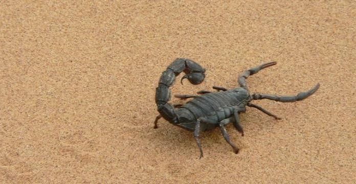 Egipto: plaga de escorpiones deja 3 muertos