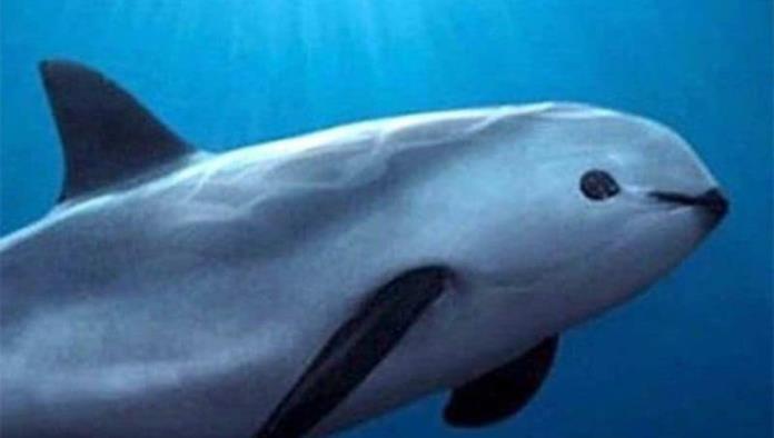 ¡Vaquita marina sufre otro descalabro! Población cayó de 10 a 8 ejemplares