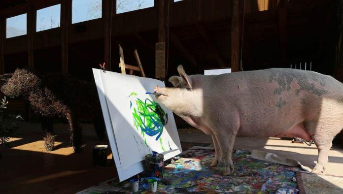 Pigcasso, una reconocida cerda pintora, se convierte en la artista animal mejor cotizada