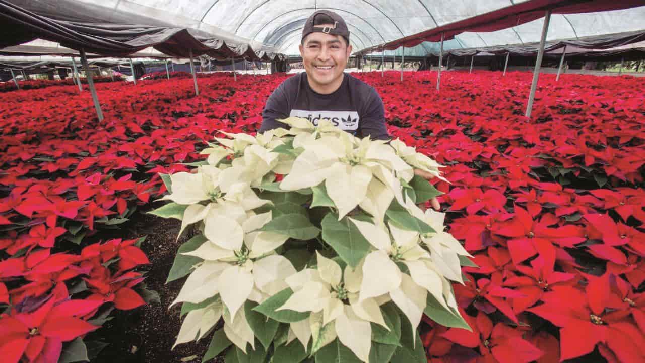 La historia de la nochebuena, una flor mexicana