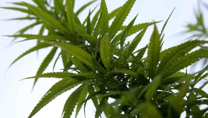 Senado atrasa legalización de la marihuana; ven inconsistencias