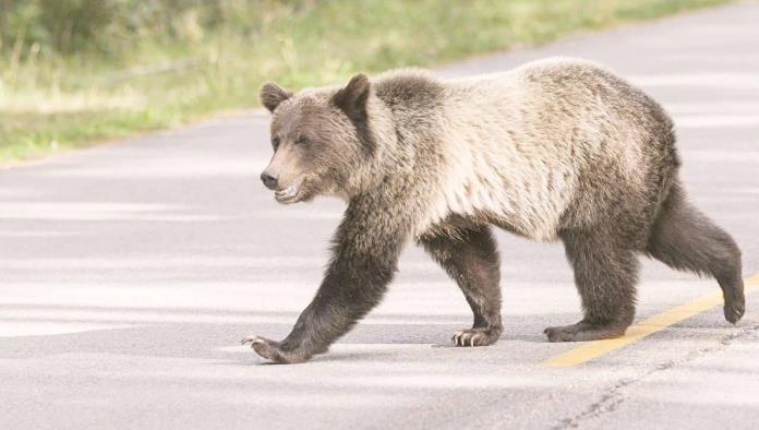 Alertan presencia de osos en carreteras