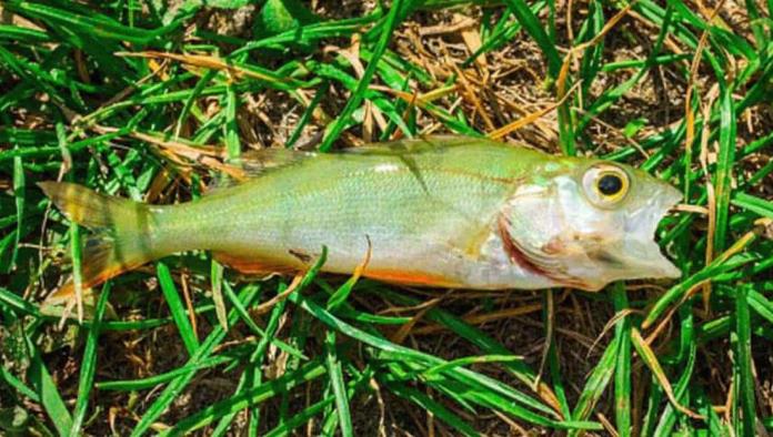 No, esto no es una broma: peces caen del cielo en una ciudad de Texas
