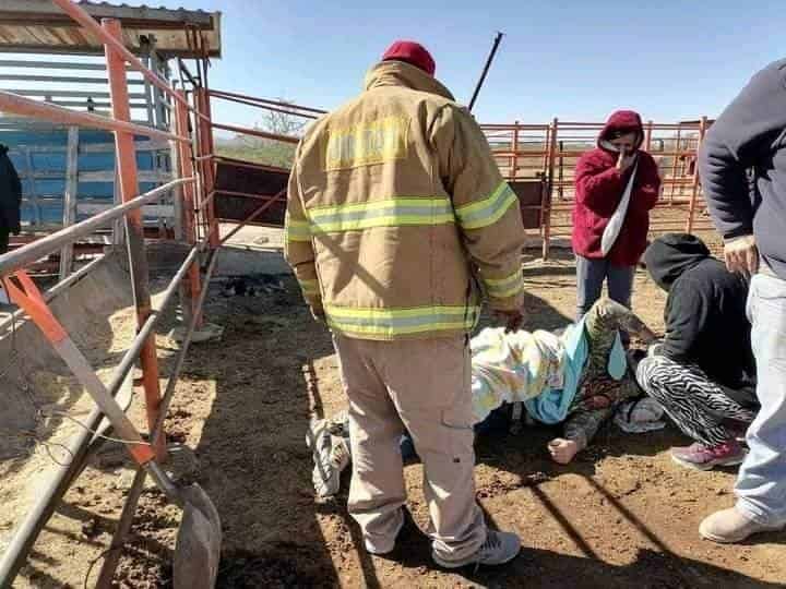 Cae dentro del corral de vacas