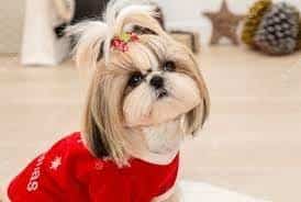 Le cose un suéter a su perrito y enfrenta criticas