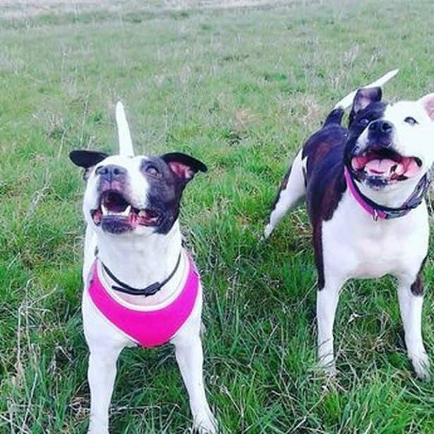 Los perros nunca se habían comportado agresivamente