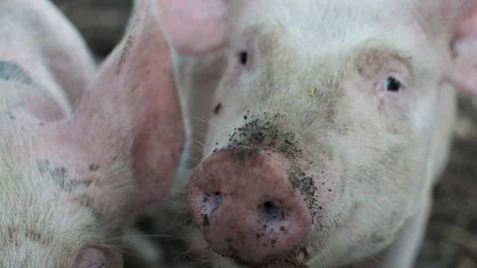 Un corazón de cerdo es trasplantado a un hombre
