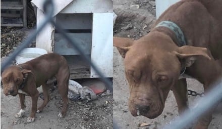 Crece maltrato  a los animales  con suma crueldad
