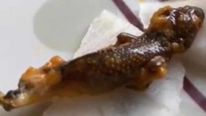 Encuentran un lagarto muerto en su comida oriental para llevar
