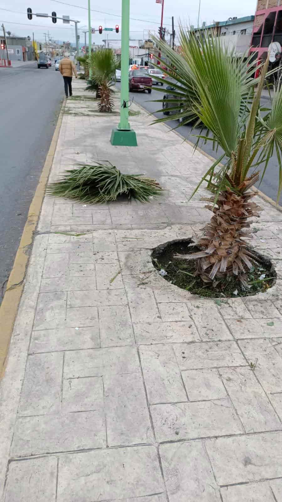 Embellece Beto a Ciudad Frontera