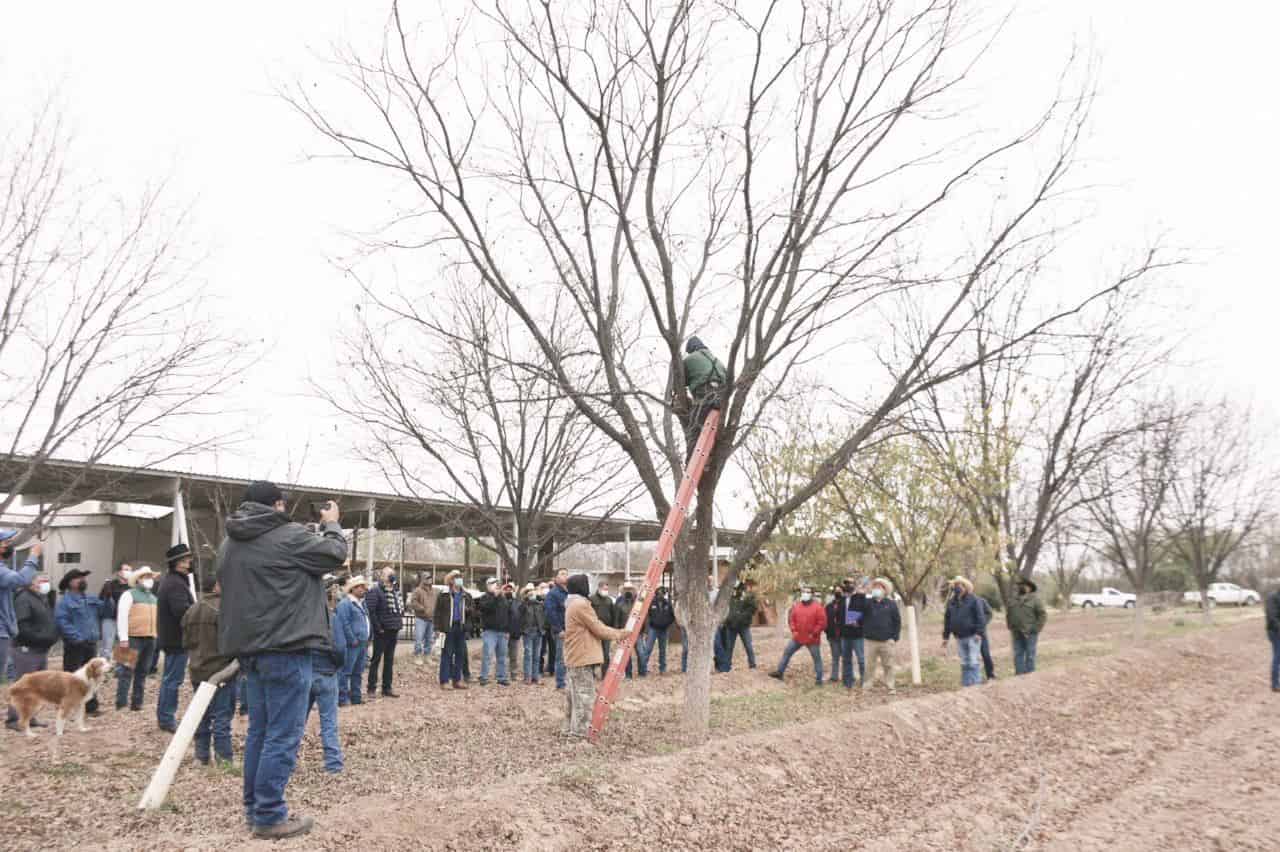 San Buenaventura: Capacitan a dueños de huertos de nogal