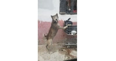 Piden cuidar a mascotas