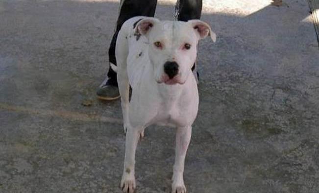 “No le quedaba mucho tiempo”: abandonan a pitbull en una jaula a -15°C