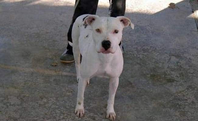 “No le quedaba mucho tiempo”: abandonan a pitbull en una jaula a -15°C