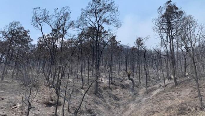 Avanza la investigación de incendio en La Pinalosa
