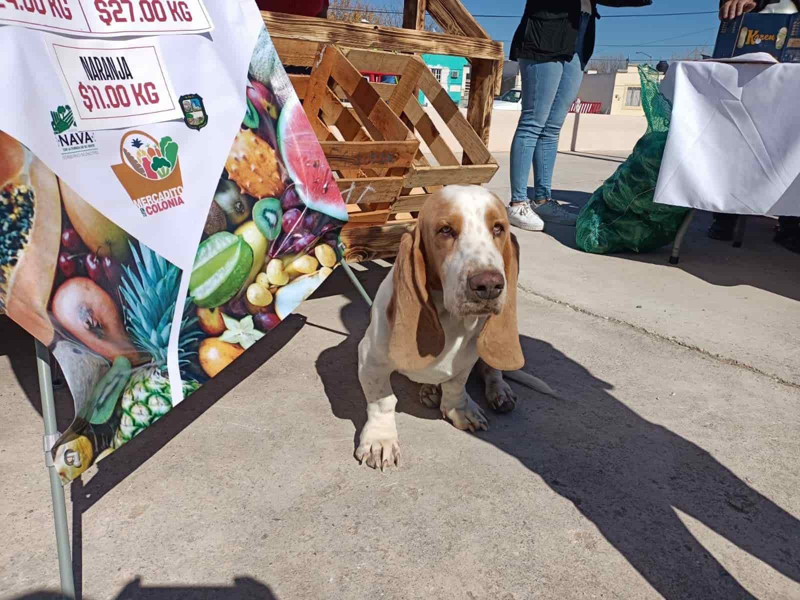 Crece interés  en cultura del cuidado animal señala médico veterinario