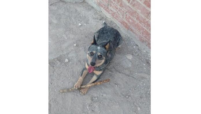 `Fundación Solovino´  esterilizaran mascotas a bajo costo