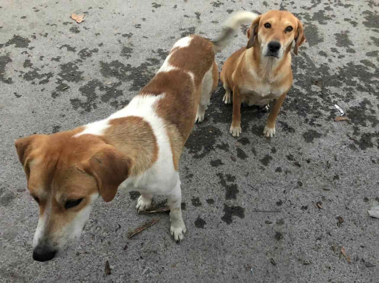 Aumentan fundaciones  en pro de los animales