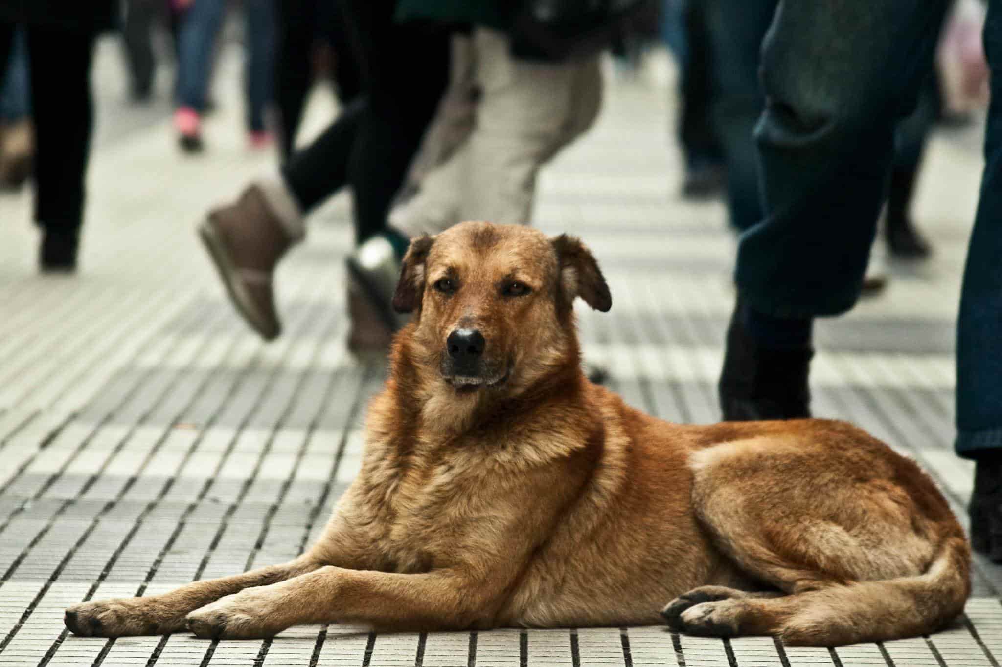 Muere niña por comer comida envenenada que le dieron a un perro