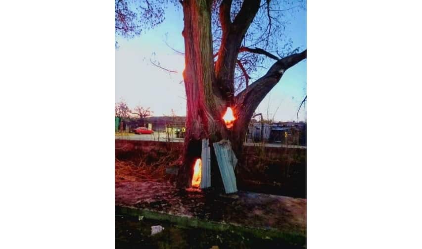 Analizan riesgo en el árbol incendiado pudiera ser talado