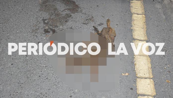 Remata a perrito y se embarra en puente