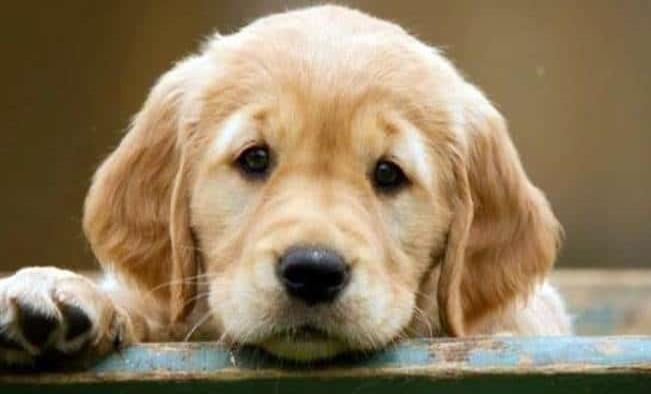 Muere ahogado al intentar salvar a su perrito