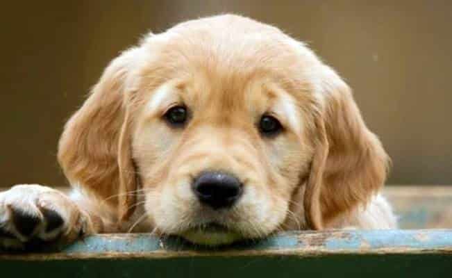 Muere ahogado al intentar salvar a su perrito
