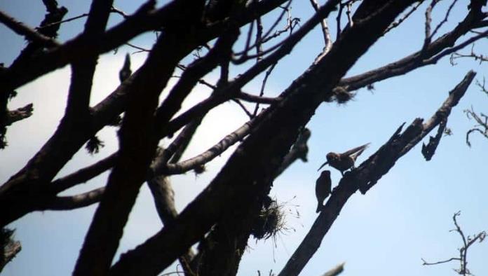 Por esta razón cayeron las aves en Chihuahua