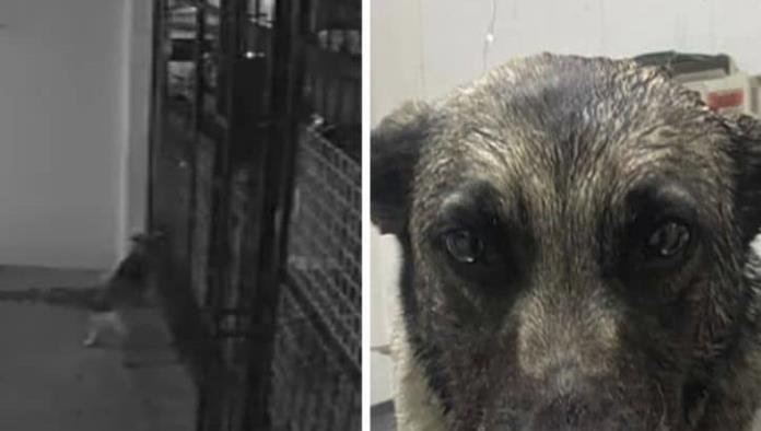 Hombres le dispararan a perrita; tras provocarla
