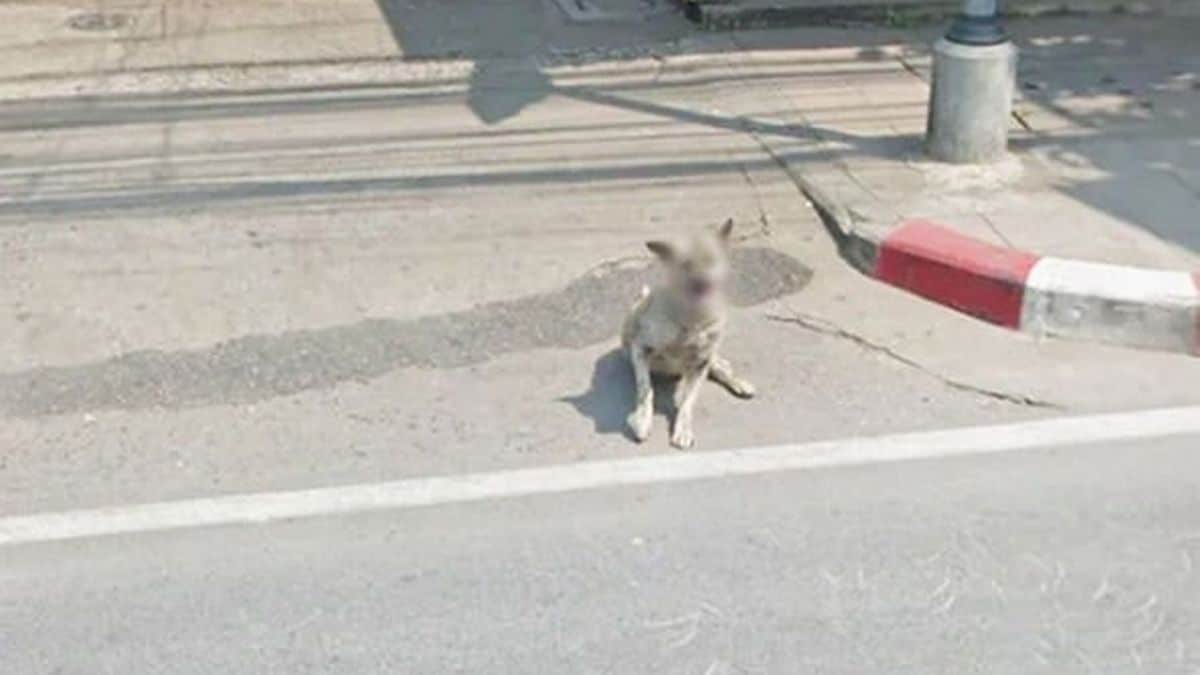 Google Maps ha comenzado a difuminar las caras de los perros para proteger su privacidad