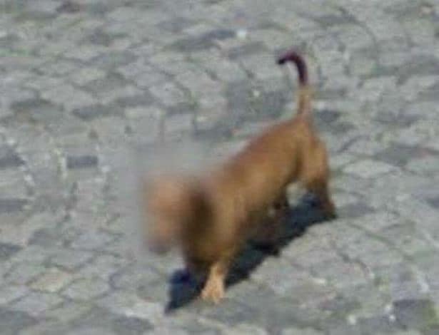 Google Maps ha comenzado a difuminar las caras de los perros para proteger su privacidad