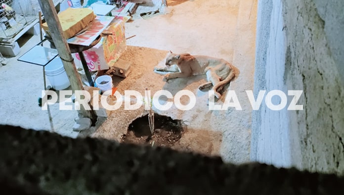 Aterroriza puma a Colinas de Santiago