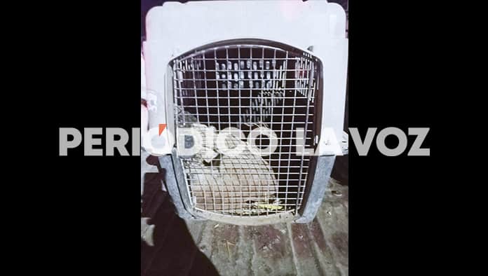 Aterroriza puma a Colinas de Santiago