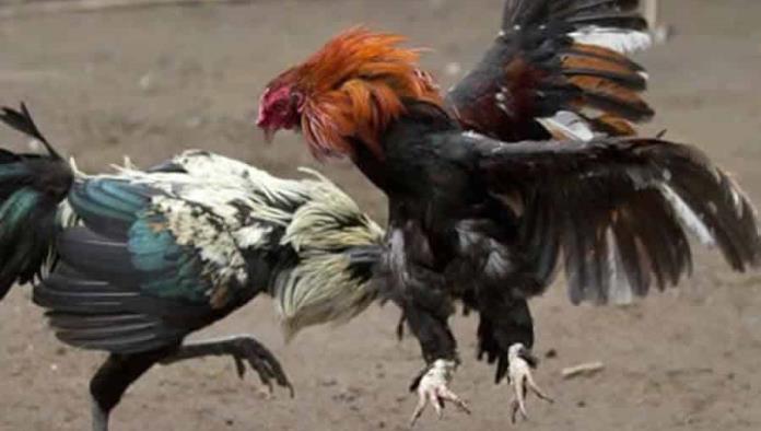 NL declara las peleas de gallos y tauromaquia como patrimonio cultural