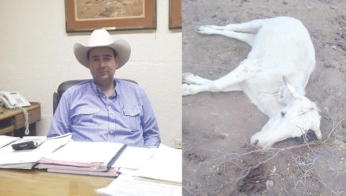 Agoniza ganadería