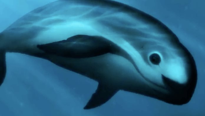 T-MEC podría sancionar a México por caza de la Vaquita Marina