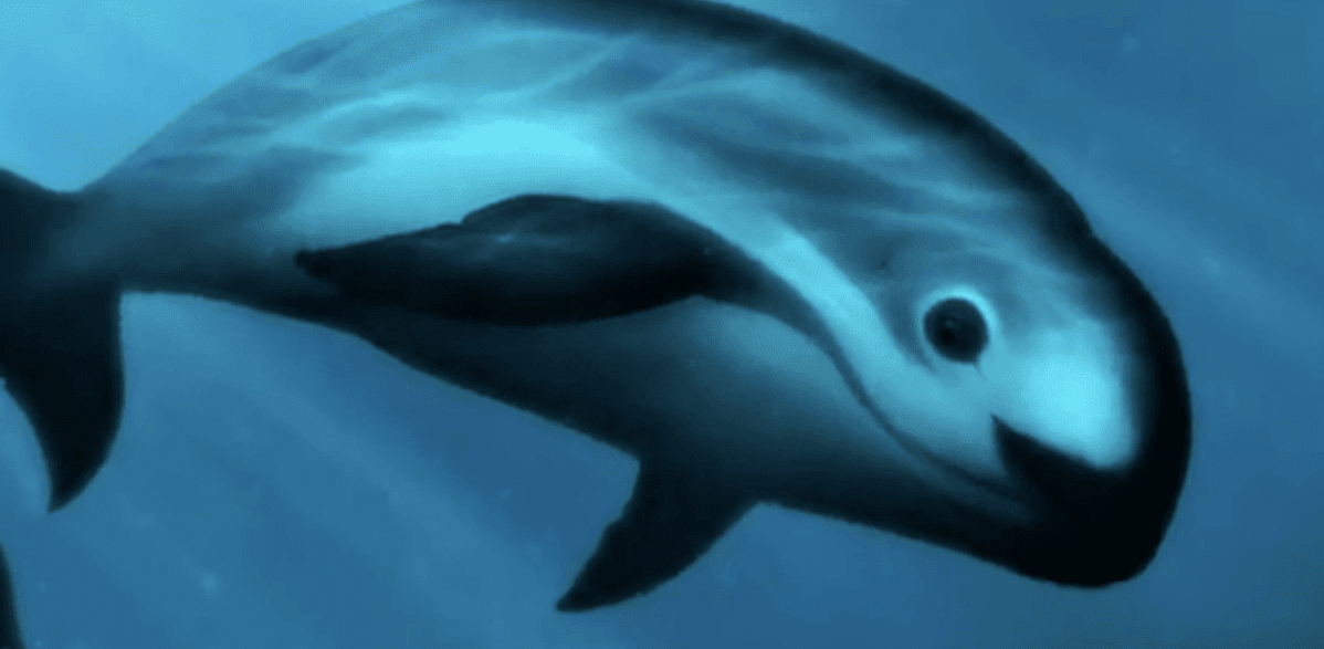 T-MEC podría sancionar a México por caza de la Vaquita Marina