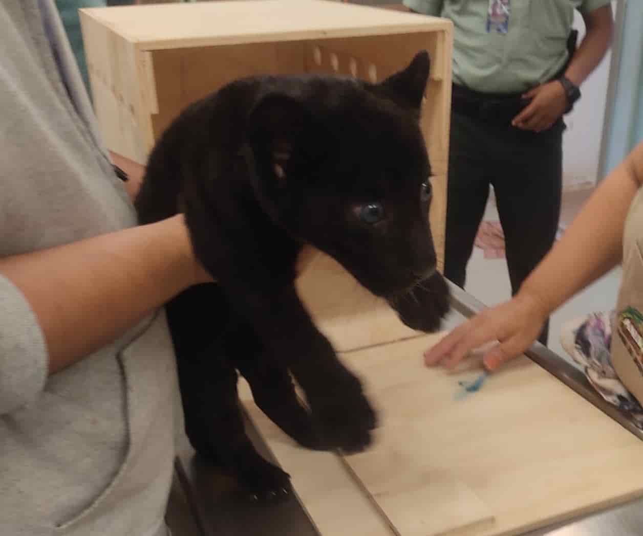Guardia Nacional rescata a bebe jaguar