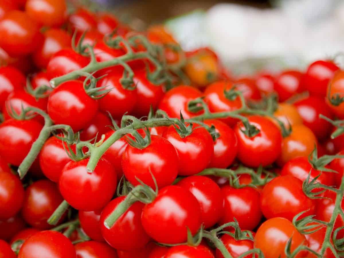 Jardinero rompe récord Guinness cosechando 1,269 tomates cherry en un tallo