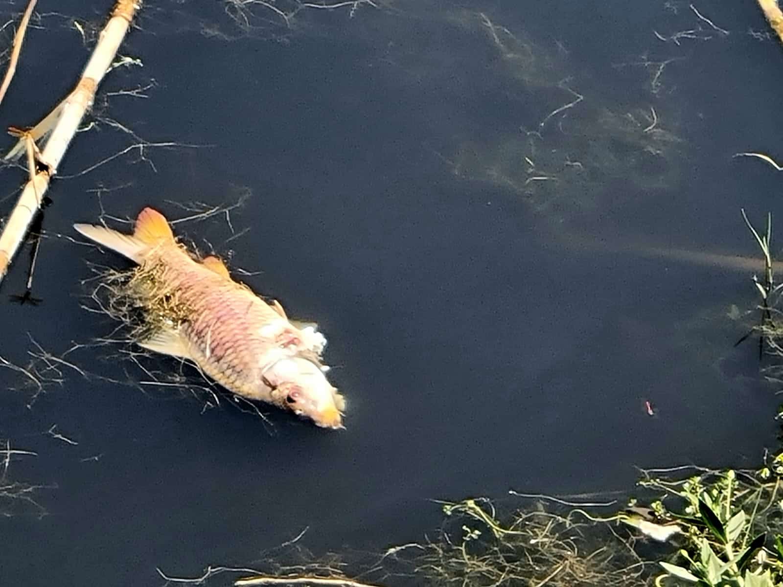 Contaminado río Escondido por desechos industriales