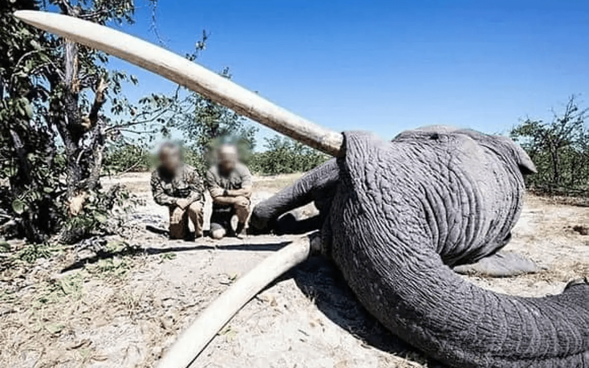 Asesinan al elefante con los cuernos mas grande de Botsuana