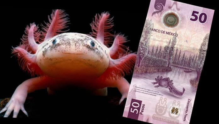 Premian al billete del ajolotito por su seguridad y dificultar de falsificar