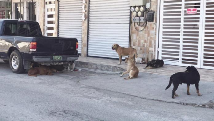 Advierten riesgo de pulgas y garrapatas