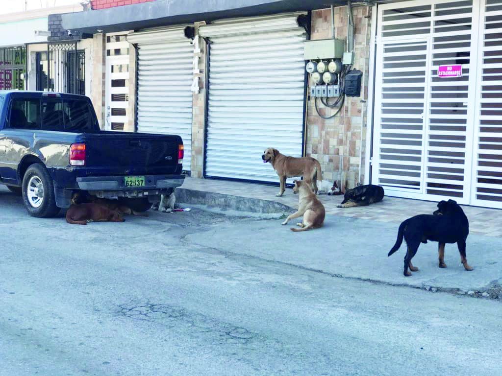 Un riesgo representan los perros callejeros, incluso los que tienen dueño y permanecen más tiempo en la calle que al interior de los domicilios en que habitan.