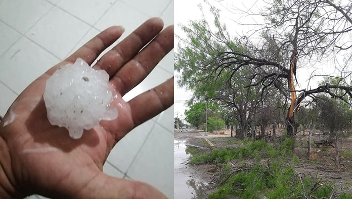 Un árbol se partió a la mitad a causa de un rayo.