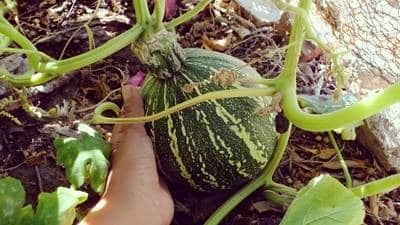 Tomate, lechuga, zanahoria, maíz, chile y otros productos son los que se pueden sembrar y cosechar, asegurando comida fresca y sana en la mesa.