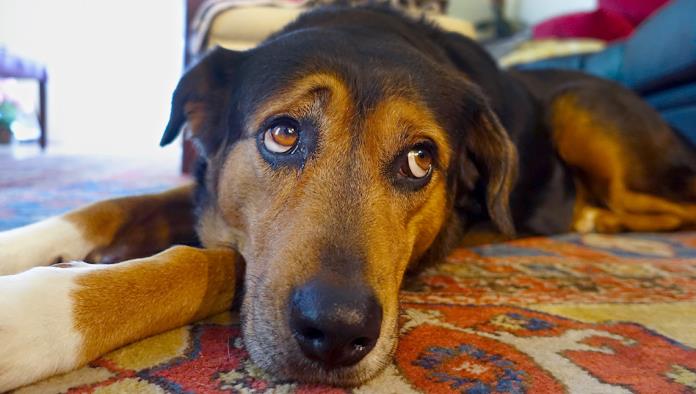Hombre cancela  su boda porque la novia casi mata a su perro