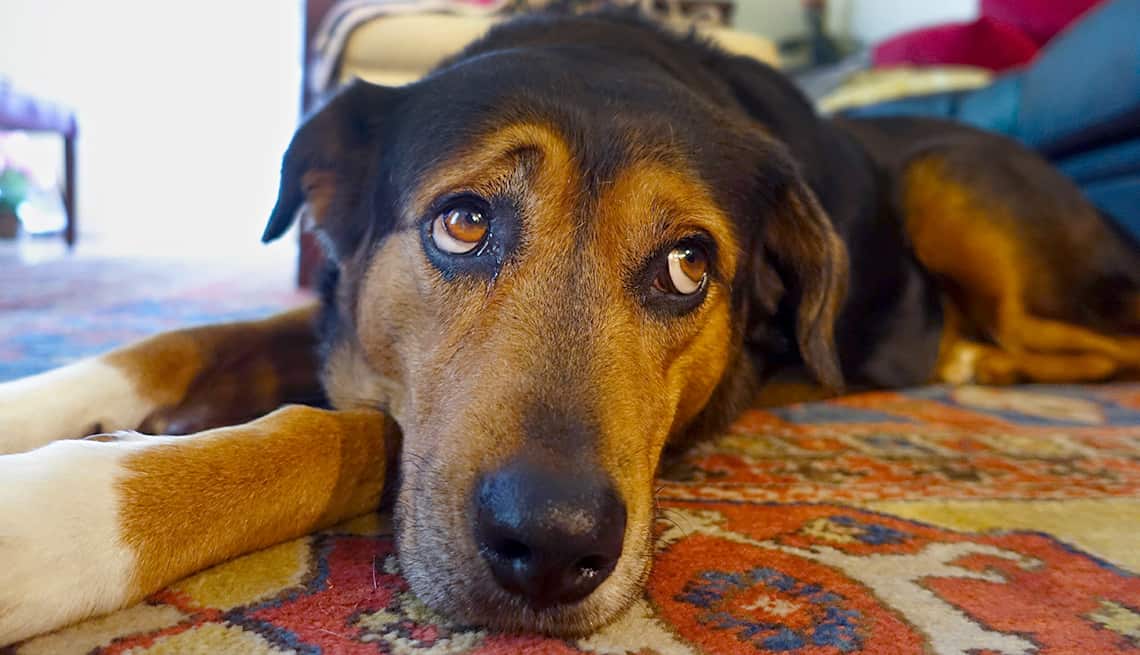Hombre cancela  su boda porque la novia casi mata a su perro