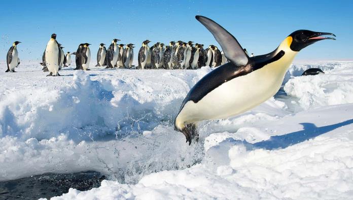 Ofrece empleo en la Antártida contando pingüinos por $2,200 al mes
